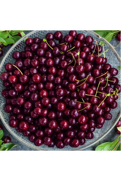 Вишня Ерді Великоплідна